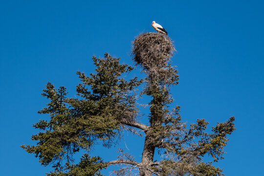 Stork and its nest on top of a tree