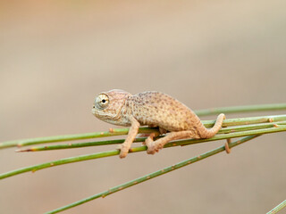 Juvenile common chameleon on a plant. Newborn. Chamaeleon chamaeleon