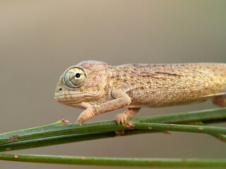 Juvenile common chameleon on a plant. Newborn. Chamaeleon chamaeleon