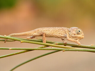 Juvenile common chameleon on a plant. Newborn. Chamaeleon chamaeleon