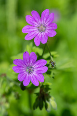 Fototapeta premium Macro shot of hedgerow geraniums (geranium pyrenaicum) in bloom