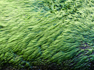Bright green algae closeup as texture and background