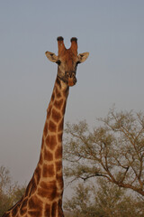 Giraffe / Giraffe / Giraffa camelopardalis