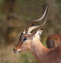 Schwarzfersenantilope / Impala / Aepyceros melampus