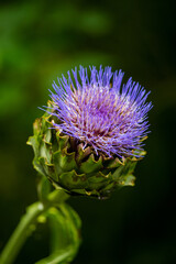 The Globe Artichoke in full bloom