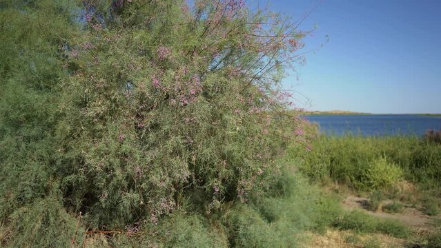 tamarix ramosissima pink tree in uzbekistan