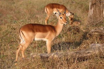 Schwarzfersenantilope / Impala / Aepyceros melampus.