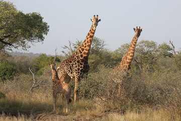 Giraffe / Giraffe / Giraffa camelopardalis