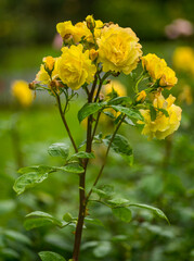 Fototapeta premium Yellow Rose against green blurred background