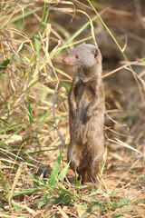 Südliche Zwergmanguste / Dwarf mongoose / Helogale parvula
