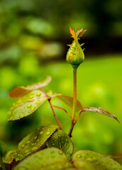 A rose bud against a blurred green background