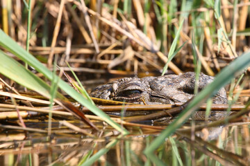 Nilkrokodil / Nile crocodile / Crocodylus niloticus