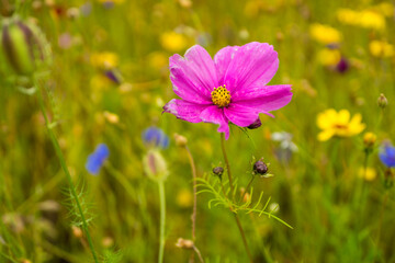 Beautiful meadow flowers in bloom close-up
