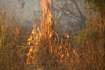 Afrikanischer Busch - Krügerpark - Buschfeuer / African Bush - Kruger Park - Bushfire /