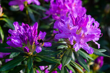 Wild Rhododendrons in Wicklow Mountaind Ireland