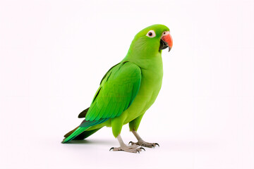 Beautiful green parrot on a white, isolated background