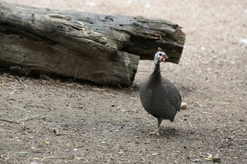guineafowl, guineahen standing on the ground. 