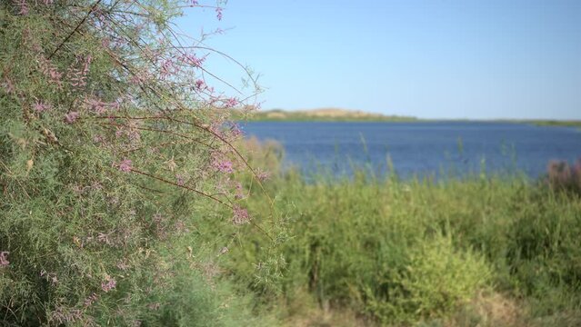 tamarix ramosissima pink tree in uzbekistan