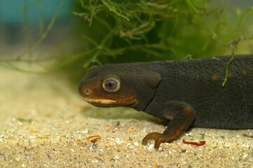 Closeup ona dark Taunggyi Crocodile Newt, Tylototriton shanorum, underwater