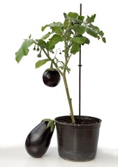 aubergine plant with growing round purple fruit in the garden