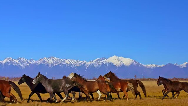 Epic large herd of wild horses running galloping in wild nature.Super slow motion through meadow wild group horses.Brown horses run of field.Snow mountain background.4k video autumn scenic landscape