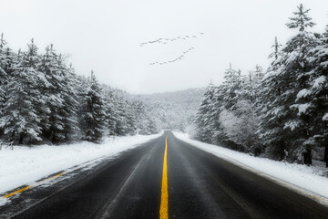 Snowy view of trees in winter