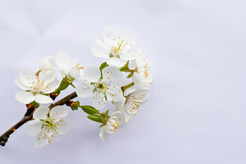 Beautiful cherry blossoms in white on white paper with empty space best background