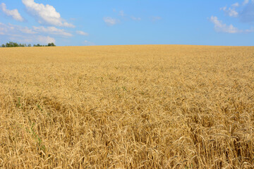 wheat field with blue sky on horizon in sunny day copy space