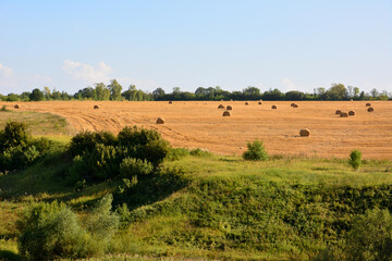 Fototapeta na wymiar agricultural field with bales of hay in sunny day copy space