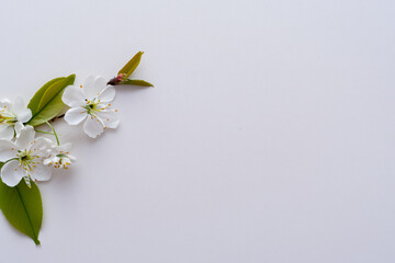 Beautiful cherry blossoms in white on white paper with empty space best background