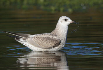 Common gull