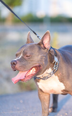 Purebred male American Bully  dog 