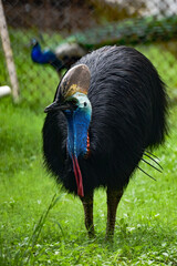 Southern cassowary close up 