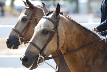 Pair of Roan Horses that Look Like Twins