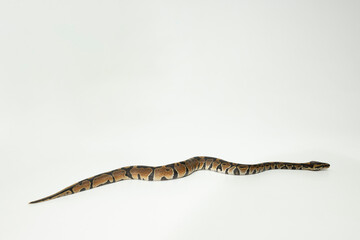 Fototapeta premium Python Regius Königspython