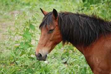 Sweet Grazing Paso Fino Horse with His Mouth Full