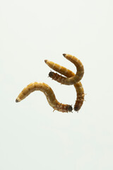 larve perspektive wurm