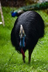 Southern cassowary close up