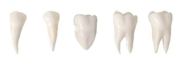 Teeth and Gum Medical Elements Teeth PNG Format Easy to use