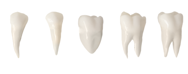 Teeth and Gum Medical Elements Teeth PNG Format Easy to use