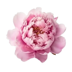 Fototapeta premium peony flower isolated on white