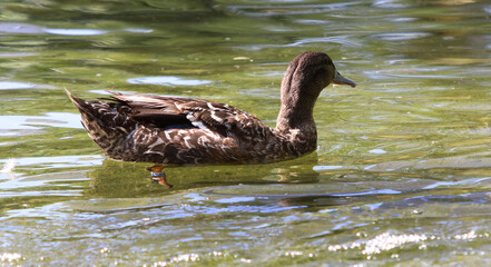 Wild birds in a nature reserve
