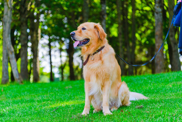 Woman walks with her dog in a city park. Dog breed retriever on grass with owner on walk. Summer day.