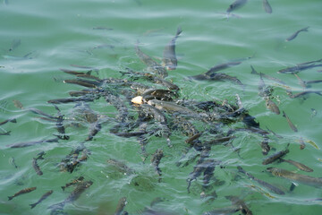 There are various fish in the sea. Sea and fishing.