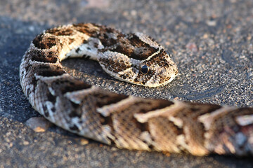 Fototapeta premium Puffotter / Puff adder / Bitis arietans