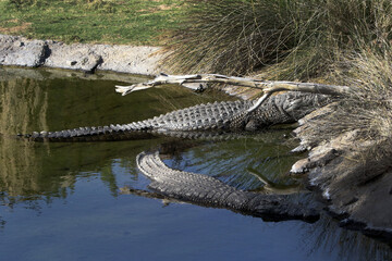 Crocodiles in an artificial lake