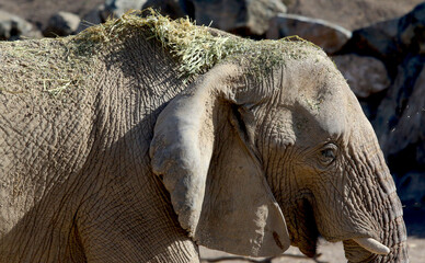 Elephants live in a nature reserve