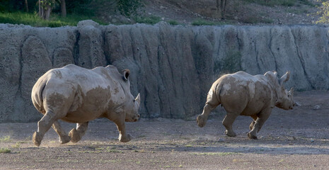Rhino running in a nature reserve © saher