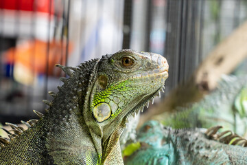 An iguana in a cage waiting to be sold