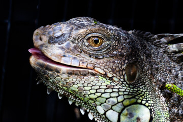 An iguana in a cage waiting to be sold